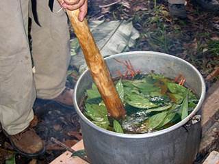 Hallucinogenic Drink Eyed As Depression Treatment Hallucinogenic Drink Eyed As Depression Treatment