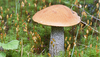 Fungus Eyed As Potential Alzheimer's Cause Fungus Eyed As Potential Alzheimer's Cause