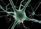 Discovery of Brain Neurons Could Improve Autism Understanding Discovery of Brain Neurons Could Improve Autism Understanding