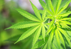 Why Marijuana Is Critical For Research in Treating PTSD Why Marijuana Is Critical For Research in Treating PTSD