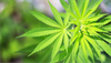 Why Marijuana Is Critical For Research in Treating PTSD Why Marijuana Is Critical For Research in Treating PTSD