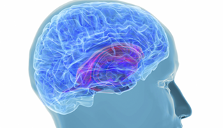 How we use the GPS inside our brain to navigate offers insight into memory loss in Alzheimer's How we use the GPS inside our brain to navigate offers insight into memory loss in Alzheimer's