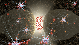 Parkinson's-affected brains that receive neuron transplants appear healthy after 14 years Parkinson's-affected brains that receive neuron transplants appear healthy after 14 years