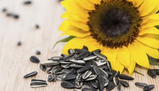 Magnesium: An Essential Supplement for Psychiatric Patients Magnesium: An Essential Supplement for Psychiatric Patients