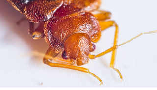 Bed Bugs Can Cause Long-Lasting Anxiety, PTSD Symptoms Bed Bugs Can Cause Long-Lasting Anxiety, PTSD Symptoms