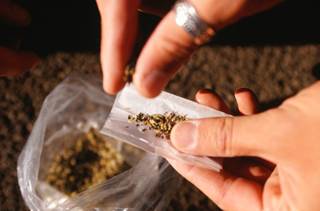 IQ Scores Unaffected by Occasional Marijuana Use IQ Scores Unaffected by Occasional Marijuana Use