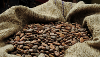 Compound in Cocoa May Improve Memory Loss Compound in Cocoa May Improve Memory Loss