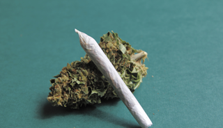 Marijuana Use Shrinks Key Part of Brain Marijuana Use Shrinks Key Part of Brain