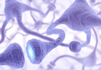 Anxiety May Result From Deficit of 'Off Switch' Neurotransmitter Anxiety May Result From Deficit of 'Off Switch' Neurotransmitter