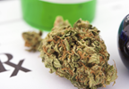 Marijuana May Actually Worsen PTSD Symptoms Marijuana May Actually Worsen PTSD Symptoms