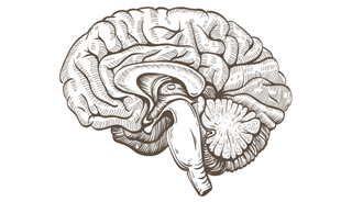Brain Structures Differ in Type I and Type II Bipolar Patients Brain Structures Differ in Type I and Type II Bipolar Patients