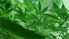 The Benefits and Consequences of Legalized Marijuana The Benefits and Consequences of Legalized Marijuana
