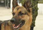 Service Dogs Help Reduce PTSD Symptoms in Veterans Service Dogs Help Reduce PTSD Symptoms in Veterans