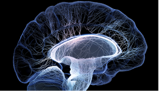 Image courtesy National Institutes of Health Image courtesy National Institutes of Health