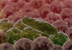 'Good' Bacteria in the Gut May Alleviate Anxiety 'Good' Bacteria in the Gut May Alleviate Anxiety