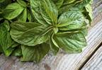 Sleep Disorders, Anxiety Calmed with Lemon Balm Sleep Disorders, Anxiety Calmed with Lemon Balm