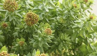 Roseroot may help with symptoms of depression. Roseroot may help with symptoms of depression.