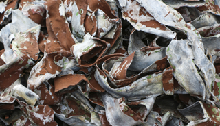 Lead Exposure May Be Linked to Schizophrenia Lead Exposure May Be Linked to Schizophrenia