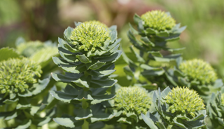 Roseroot May Improve Depression Symptoms Roseroot May Improve Depression Symptoms