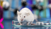 Potential Biomarkers of Addiction Risk in Rats Identified Potential Biomarkers of Addiction Risk in Rats Identified