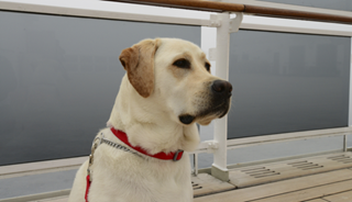 Can Service Dogs Help Alleviate Symptoms of PTSD? Can Service Dogs Help Alleviate Symptoms of PTSD?