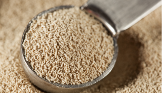 Yeast-Derived Opioids Could Stem Addiction Yeast-Derived Opioids Could Stem Addiction