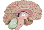 New Parkinson's Biomarker Identified Through Changes in Brain Area New Parkinson's Biomarker Identified Through Changes in Brain Area