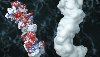 Genetic Variant Linked to Beta Amyloid Buildup in Alzheimer's Genetic Variant Linked to Beta Amyloid Buildup in Alzheimer's