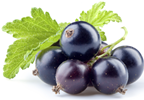 Blackcurrant Juice Could Reduce Depression, Parkinson's Symptoms Blackcurrant Juice Could Reduce Depression, Parkinson's Symptoms