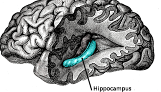 Someone whose hippocampus stayed the same size was nearly 6 times more likely to develop Lewy body dementia. Someone whose hippocampus stayed the same size was nearly 6 times more likely to develop Lewy body dementia.