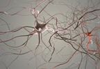 Drug That Protects Dopamine Cells Eyed as Parkinson's Treatment Drug That Protects Dopamine Cells Eyed as Parkinson's Treatment