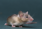 Molecular Mechanisms Underlying Ketamine's Rapid Antidepressant Action Molecular Mechanisms Underlying Ketamine's Rapid Antidepressant Action