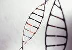 Study Elucidates Role of DIXDC1 Gene in Psychiatric Pathogenesis Study Elucidates Role of DIXDC1 Gene in Psychiatric Pathogenesis