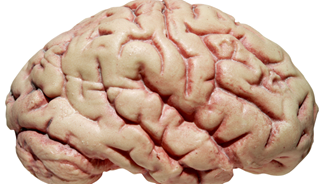 Gray volume in children diagnosed with depression decreased 1.8 times faster between the first and third scans than in peers with no depressive symptoms. Gray volume in children diagnosed with depression decreased 1.8 times faster between the first and third scans than in peers with no depressive symptoms.