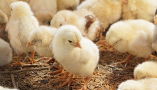 Chicken genes are grouped into much smaller linkage blocks than mammalian genomes are, allowing researchers to pinpoint genome regions associated with a trait, such as anxious behavior. Chicken genes are grouped into much smaller linkage blocks than mammalian genomes are, allowing researchers to pinpoint genome regions associated with a trait, such as anxious behavior.