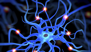 In a mouse model of schizophrenia, the rodents' brains showed a significant decrease in inhibitory CA2 neurons. In a mouse model of schizophrenia, the rodents' brains showed a significant decrease in inhibitory CA2 neurons.