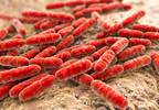 Gut Microbiota May Play a Role in Progression of Parkinson's Disease Gut Microbiota May Play a Role in Progression of Parkinson's Disease