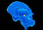 Fear and Anxiety: Implications for Treatment Fear and Anxiety: Implications for Treatment