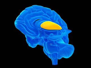 Greater age-related decreases in volume of the putamen were observed in participants diagnosed with major depressive disorder compared with those of healthy controls. Greater age-related decreases in volume of the putamen were observed in participants diagnosed with major depressive disorder compared with those of healthy controls.