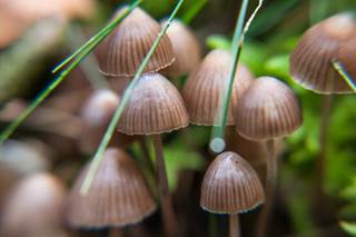 Researchers found that the hallucinogenic drug relieves depression and anxiety quickly, and that the effect can last for months. Researchers found that the hallucinogenic drug relieves depression and anxiety quickly, and that the effect can last for months.