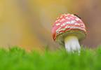 Psychedelic Mushrooms May Benefit Patients With Depression Unresponsive to Treatment Psychedelic Mushrooms May Benefit Patients With Depression Unresponsive to Treatment