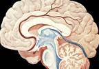 Heritable Cognitive Ability, Psychopathology Associated With White Matter Properties Heritable Cognitive Ability, Psychopathology Associated With White Matter Properties