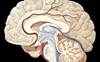 Heritable Cognitive Ability, Psychopathology Associated With White Matter Properties Heritable Cognitive Ability, Psychopathology Associated With White Matter Properties