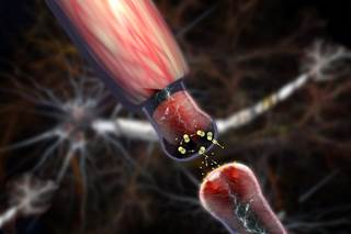 Patients in the 32 mg/d group saw improvement in negative symptoms at 2 weeks, and both MIN-101 groups saw improvements at 8 weeks. <i>Photo Credit: Carol Werner</i> Patients in the 32 mg/d group saw improvement in negative symptoms at 2 weeks, and both MIN-101 groups saw improvements at 8 weeks. <i>Photo Credit: Carol Werner</i>