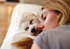 The Benefit of Pets to People With Mental Health Conditions The Benefit of Pets to People With Mental Health Conditions