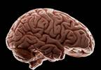 Promising Screening Tools Assessed for Cognitive Dysfunction in Systemic Lupus Erythematosus Promising Screening Tools Assessed for Cognitive Dysfunction in Systemic Lupus Erythematosus