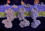 Emerging Theories in the Pathophysiology of MDD: Could the Opioid System Be Involved? Emerging Theories in the Pathophysiology of MDD: Could the Opioid System Be Involved?