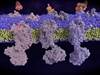 Emerging Theories in the Pathophysiology of MDD: Could the Opioid System Be Involved? Emerging Theories in the Pathophysiology of MDD: Could the Opioid System Be Involved?